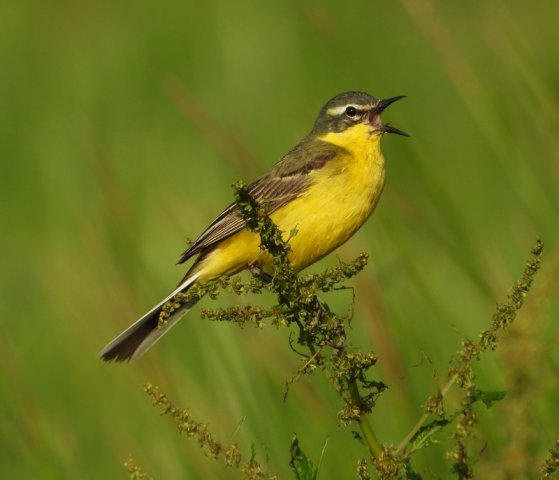 gelekwikstaartmanbrabantsebiesbosch27052020 2
